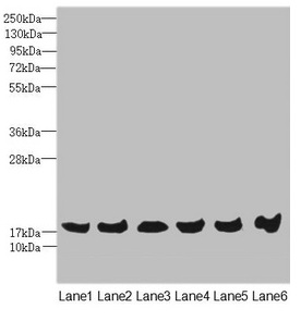 MAGOH Antibody - Western blot All lanes: MAGOH antibody at 4.69µg/ml Lane 1: Mouse kidney tissue Lane 2: A431 whole cell lysate Lane 3: Jurkat whole cell lysate Lane 4: Raji whole cell lysate Lane 5: K562 whole cell lysate Lane 6: Hela whole cell lysate Secondary Goat polyclonal to rabbit IgG at 1/10000 dilution Predicted band size: 18, 13 kDa Observed band size: 18 kDa