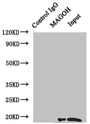 MAGOH Antibody - Immunoprecipitating MAGOH in HeLa whole cell lysate Lane 1: Rabbit monoclonal IgG(1ug)instead of product in HeLa whole cell lysate.For western blotting, a HRP-conjugated anti-rabbit IgG, specific to the non-reduced form of IgG was used as the Secondary antibody (1/50000) Lane 2: product(4ug)+ HeLa whole cell lysate(500ug) Lane 3: HeLa whole cell lysate (20ug)