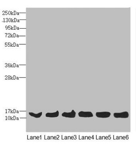 MAGOH Antibody - Western blot All Lanes: MAGOH antibody at 4.36 ug/ml Lane 1: Mouse kidney tissue Lane 2: A431 whole cell lysate Lane 3: Jurkat whole cell lysate Lane 4: Raji whole cell lysate Lane 5: K562 whole cell lysate Lane 6: Hela whole cell lysate Secondary Goat polyclonal to rabbit IgG at 1/10000 dilution Predicted band size: 18,13 kDa Observed band size: 17 kDa