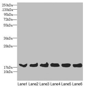 MAGOH Antibody - Western blot All lanes: MAGOH antibody at 4.36µg/ml Lane 1: Mouse kidney tissue Lane 2: A431 whole cell lysate Lane 3: Jurkat whole cell lysate Lane 4: Raji whole cell lysate Lane 5: K562 whole cell lysate Lane 6: Hela whole cell lysate Secondary Goat polyclonal to rabbit IgG at 1/10000 dilution Predicted band size: 18, 13 kDa Observed band size: 18 kDa