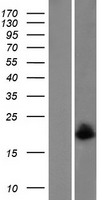 MAGOH Protein - Western validation with an anti-DDK antibody * L: Control HEK293 lysate R: Over-expression lysate