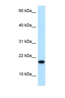 MAGOHB / Mago Antibody - MAGOHB antibody Western blot of HeLa Cell lysate. Antibody concentration 1 ug/ml.  This image was taken for the unconjugated form of this product. Other forms have not been tested.