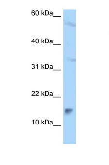 MAGOHB / Mago Antibody - MAGOHB antibody Western blot of A549 Cell lysate. Antibody concentration 1 ug/ml.  This image was taken for the unconjugated form of this product. Other forms have not been tested.