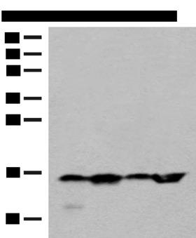 MAGOHB / Mago Antibody - Western blot analysis of 293T Hela and Jurkat cell lysates  using MAGOHB Polyclonal Antibody at dilution of 1:400