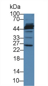 MAGP / MFAP2 Antibody - Western Blot; Sample: Porcine Liver lysate; Primary Ab: 3µg/ml Rabbit Anti-Human MFAP2 Antibody Second Ab: 0.2µg/mL HRP-Linked Caprine Anti-Rabbit IgG Polyclonal Antibody
