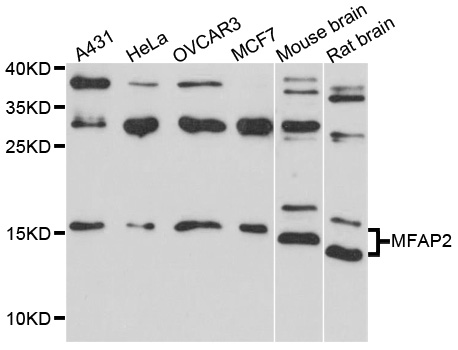 MAGP / MFAP2 Antibody - Western blot analysis of extract of various cells.