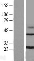 MAGP / MFAP2 Protein - Western validation with an anti-DDK antibody * L: Control HEK293 lysate R: Over-expression lysate