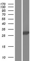 MAGP / MFAP2 Protein - Western validation with an anti-DDK antibody * L: Control HEK293 lysate R: Over-expression lysate