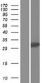 MAGP / MFAP2 Protein - Western validation with an anti-DDK antibody * L: Control HEK293 lysate R: Over-expression lysate