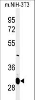 MAGT1 Antibody - Western blot of MAGT1 Antibody in mouse NIH-3T3 cell line lysates (35 ug/lane). MAGT1 (arrow) was detected using the purified antibody.