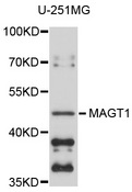MAGT1 Antibody - Western blot analysis of extracts of U-251MG cells.