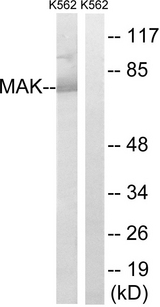 MAK Antibody - Western blot analysis of lysates from K562 cells, using MAK Antibody. The lane on the right is blocked with the synthesized peptide.
