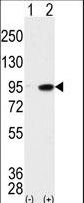 MAK Antibody - Western blot of MAK (arrow) using MAK Antibody. 293 cell lysates (2 ug/lane) either nontransfected (Lane 1) or transiently transfected with the MAK gene (Lane 2) (Origene Technologies).