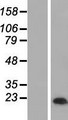 MAL Protein - Western validation with an anti-DDK antibody * L: Control HEK293 lysate R: Over-expression lysate