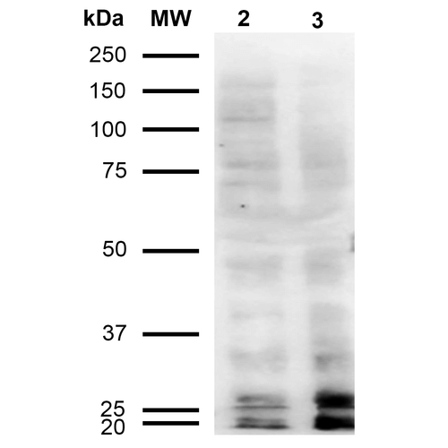 Malondialdehyde Antibody - Western Blot analysis of Human Cervical cancer cell line (HeLa) lysate showing detection of Malondialdehyde protein using Mouse Anti-Malondialdehyde Monoclonal Antibody, Clone 11E3. Lane 1: Molecular Weight Ladder (MW). Lane 2: HeLa cell lysate. Lane 3: H2O2 treated HeLa cell lysate. Load: 12 µg. Block: 5% Skim Milk in TBST. Primary Antibody: Mouse Anti-Malondialdehyde Monoclonal Antibody  at 1:1000 for 2 hours at RT. Secondary Antibody: Goat Anti-Mouse IgG: HRP at 1:2000 for 60 min at RT. Color Development: ECL solution for 5 min in RT.