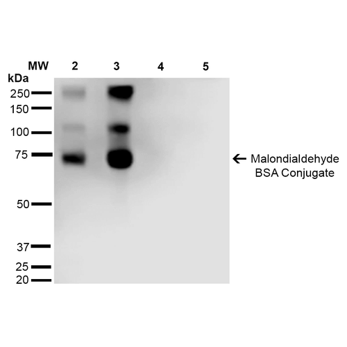 Malondialdehyde Antibody - Western Blot analysis of Malondialdehyde-BSA Conjugate showing detection of 67 kDa Malondialdehyde protein using Mouse Anti-Malondialdehyde Monoclonal Antibody, Clone 11E3. Lane 1: Molecular Weight Ladder (MW). Lane 2: Malondialdehyde-BSA (0.5 µg). Lane 3: Malondialdehyde-BSA (2.0 µg). Lane 4: BSA (0.5 µg). Lane 5: BSA (2.0 µg). Block: 5% Skim Milk in TBST. Primary Antibody: Mouse Anti-Malondialdehyde Monoclonal Antibody  at 1:1000 for 2 hours at RT. Secondary Antibody: Goat Anti-Mouse IgG: HRP at 1:2000 for 60 min at RT. Color Development: ECL solution for 5 min in RT. Predicted/Observed Size: 67 kDa.