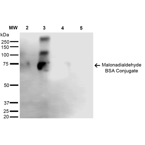 Malondialdehyde Antibody - Western Blot analysis of Malondialdehyde-BSA Conjugate showing detection of 67 kDa Malondialdehyde protein using Mouse Anti-Malondialdehyde Monoclonal Antibody, Clone 6H6. Lane 1: Molecular Weight Ladder (MW). Lane 2: Malondialdehyde-BSA (0.5 µg). Lane 3: Malondialdehyde-BSA (2.0 µg). Lane 4: BSA (0.5 µg). Lane 5: BSA (2.0 µg). Block: 5% Skim Milk in TBST. Primary Antibody: Mouse Anti-Malondialdehyde Monoclonal Antibody  at 1:1000 for 2 hours at RT. Secondary Antibody: Goat Anti-Mouse IgG: HRP at 1:2000 for 60 min at RT. Color Development: ECL solution for 5 min in RT. Predicted/Observed Size: 67 kDa.
