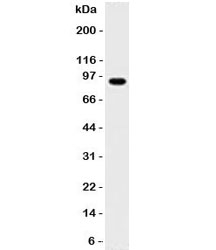 MALT1 Antibody - Western blot testing of Daudi lysate with MALT1 antibody. Expected molecular weight ~92 kDa.  This image was taken for the unmodified form of this product. Other forms have not been tested.