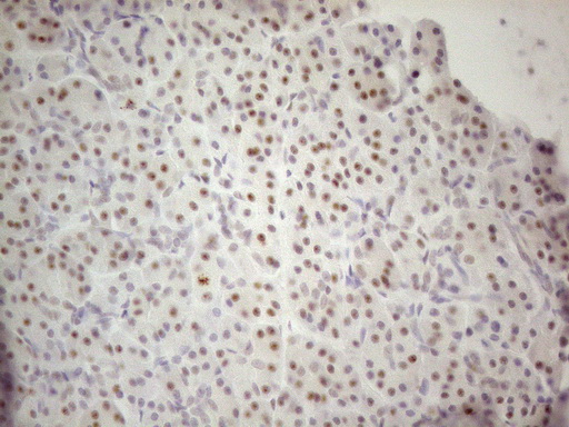 MALT1 Antibody - Immunohistochemical staining of paraffin-embedded Human pancreas tissue using anti-MALT1 mouse monoclonal antibody. (Heat-induced epitope retrieval by 1mM EDTA in 10mM Tris buffer. (pH8.5) at 120°C for 3 min. (1:150)