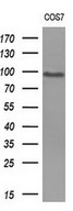 MALT1 Antibody - Western blot analysis of extracts. (10ug) from 1 cell lines by using anti-MALT1 monoclonal antibody. (1:200)