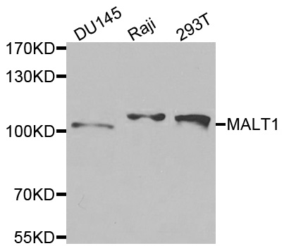 MALT1 Antibody - Western blot analysis of extracts of various cells.