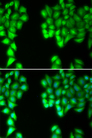 MALT1 Antibody - Immunofluorescence analysis of U20S cells.