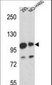 MAML1 Antibody - MAML1 Antibody western blot of 293,NCI-H460 cell line lysates (35 ug/lane). The MAML1 antibody detected the MAML1 protein (arrow).