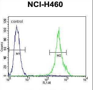 MAML1 Antibody - MAML1 Antibody flow cytometry of NCI-H460 cells (right histogram) compared to a negative control cell (left histogram). FITC-conjugated goat-anti-rabbit secondary antibodies were used for the analysis.