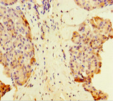MAML1 Antibody - Immunohistochemistry of paraffin-embedded human pancreatic tissue at dilution of 1:100