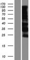MAML1 Protein - Western validation with an anti-DDK antibody * L: Control HEK293 lysate R: Over-expression lysate