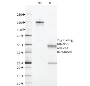 MAML2 Antibody - SDS-PAGE Analysis of Purified, BSA-Free Acidic Cytokeratin Antibody (clone KRTL/1377). Confirmation of Integrity and Purity of the Antibody.
