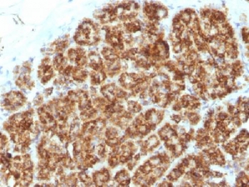 MAML2 Antibody - IHC testing of FFPE human pancreas tissue with MAML2 antibody (clone MAML2/1302). Staining of FFPE tissue requires boiling sections in 10mM Tris with 1mM EDTA, pH9, for 10-20 min followed by cooling at RT for 20 min.