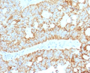 MAML2 Antibody -  This image was taken for the unmodified form of this product. Other forms have not been tested.
