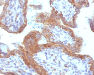 MAML2 Antibody