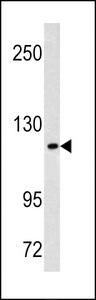 MAML3 / CAGH3 Antibody - Western blot of MAML3 antibody in HeLa cell line lysates (35 ug/lane). MAML3 (arrow) was detected using the purified antibody.