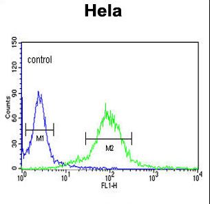MAML3 / CAGH3 Antibody - MAML3 Antibody flow cytometry of HeLa cells (right histogram) compared to a negative control cell (left histogram). FITC-conjugated goat-anti-rabbit secondary antibodies were used for the analysis.