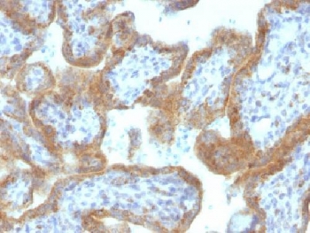 MAML3 / CAGH3 Antibody - IHC testing of FFPE human placental tissue with MAML2 antibody (clone MAML2/1302). Staining of FFPE tissue requires boiling sections in 10mM Tris with 1mM EDTA, pH9, for 10-20 min followed by cooling at RT for 20 min.