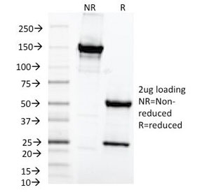 MAML3 / CAGH3 Antibody - SDS-PAGE Analysis of Purified, BSA-Free MAML2 Antibody (clone MAML2/1302). Confirmation of Integrity and Purity of the Antibody.
