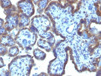MAML3 / CAGH3 Antibody - IHC testing of FFPE human placenta with MAML3 antibody (clone MAML3/1303). Staining of FFPE tissue requires boiling sections in 10mM Tris with 1mM EDTA, pH9, for 10-20 min followed by cooling at RT for 20 min.