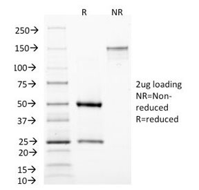 MAML3 / CAGH3 Antibody - SDS-PAGE Analysis of Purified, BSA-Free MAML3 Antibody (clone MAML3/1303). Confirmation of Integrity and Purity of the Antibody.