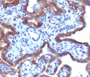 MAML3 / CAGH3 Antibody -  This image was taken for the unmodified form of this product. Other forms have not been tested.