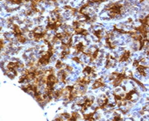 MAML3 / CAGH3 Antibody -  This image was taken for the unmodified form of this product. Other forms have not been tested.
