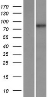 MAMLD1 Protein - Western validation with an anti-DDK antibody * L: Control HEK293 lysate R: Over-expression lysate