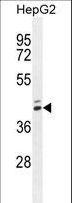 MAMSTR Antibody - MAMSTR Antibody western blot of HepG2 cell line lysates (35 ug/lane). The MAMSTR antibody detected the MAMSTR protein (arrow).