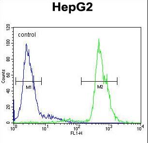 MAMSTR Antibody - MAMSTR Antibody flow cytometry of HepG2 cells (right histogram) compared to a negative control cell (left histogram). FITC-conjugated goat-anti-rabbit secondary antibodies were used for the analysis.