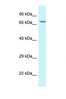 MAN1A1 Antibody - MAN1A1 antibody Western blot of Mouse Liver lysate. Antibody concentration 1 ug/ml.  This image was taken for the unconjugated form of this product. Other forms have not been tested.