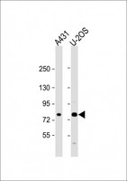 MAN1A2 Antibody - All lanes: Anti-MAN1A2 Antibody (Center) at 1:2000 dilution. Lane 1: A431 whole cell lysate. Lane 2: U-2OS whole cell lysate Lysates/proteins at 20 ug per lane. Secondary Goat Anti-Rabbit IgG, (H+L), Peroxidase conjugated at 1:10000 dilution. Predicted band size: 73 kDa. Blocking/Dilution buffer: 5% NFDM/TBST.