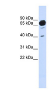 MAN1A2 Antibody - MAN1A2 / Alpha1 antibody Western blot of Fetal Brain lysate. This image was taken for the unconjugated form of this product. Other forms have not been tested.