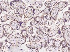 MAN1A2 Antibody - Immunochemical staining of human MAN1A2 in human placenta with rabbit polyclonal antibody at 1:100 dilution, formalin-fixed paraffin embedded sections.