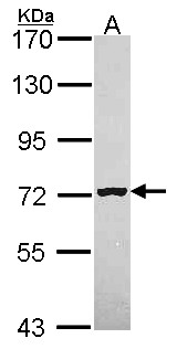 MAN1B1 Antibody - Sample (30 ug of whole cell lysate). A: Hela. 7.5% SDS PAGE. MAN1B1 antibody. MAN1B1 antibody diluted at 1:1000.